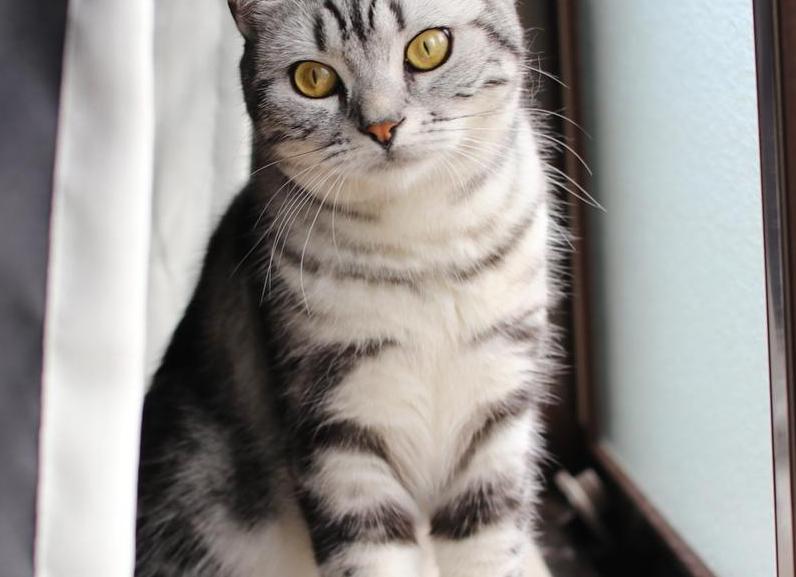 Американские короткошерстные кошки