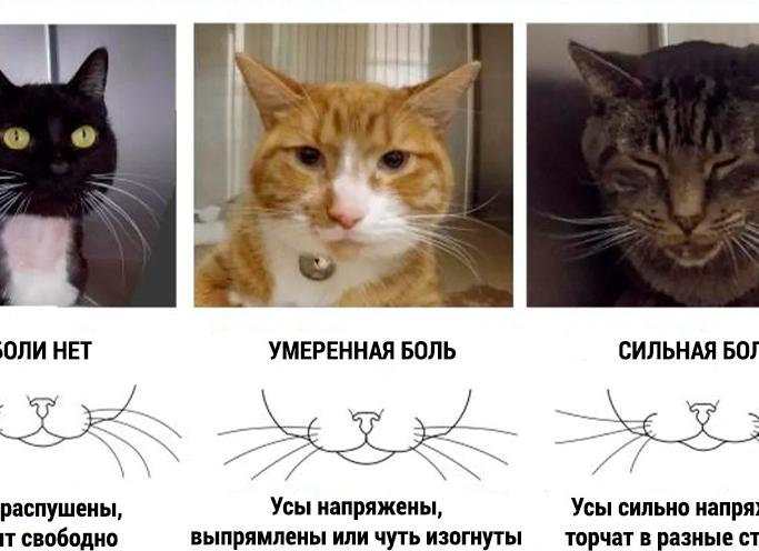 Как понять что кошка болеет