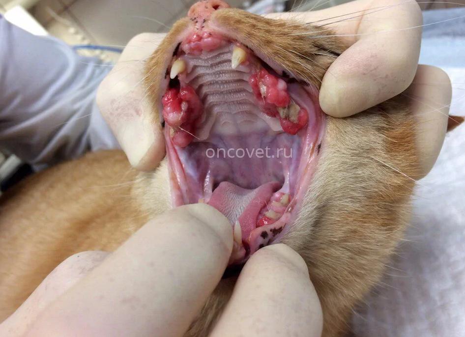 Как чистить зубы коту