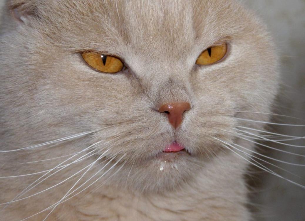 Почему у кота текут слюни