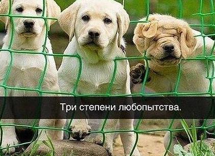 Три степени любопытства