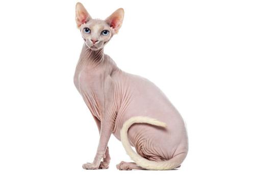 Кошки сфинкс