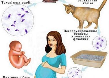 Чем человеку можно заразиться от кошки