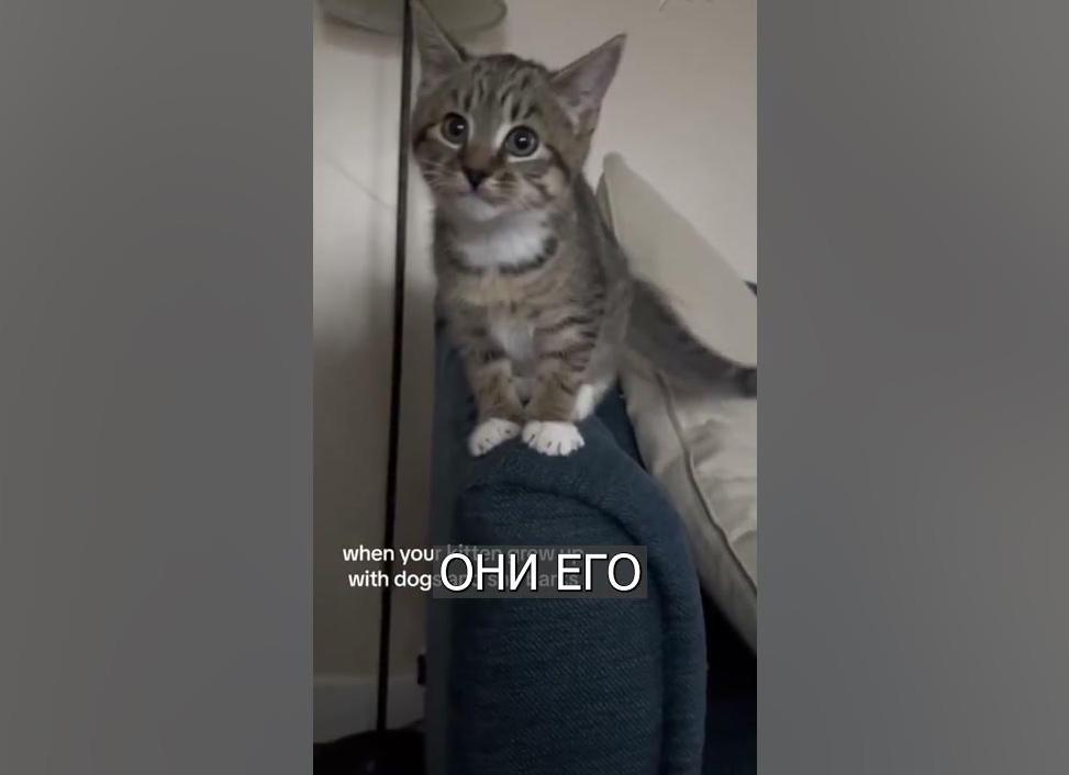 Гавкающий котенок