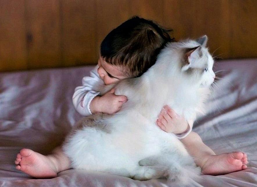 Какие породы кошек подходят для детей