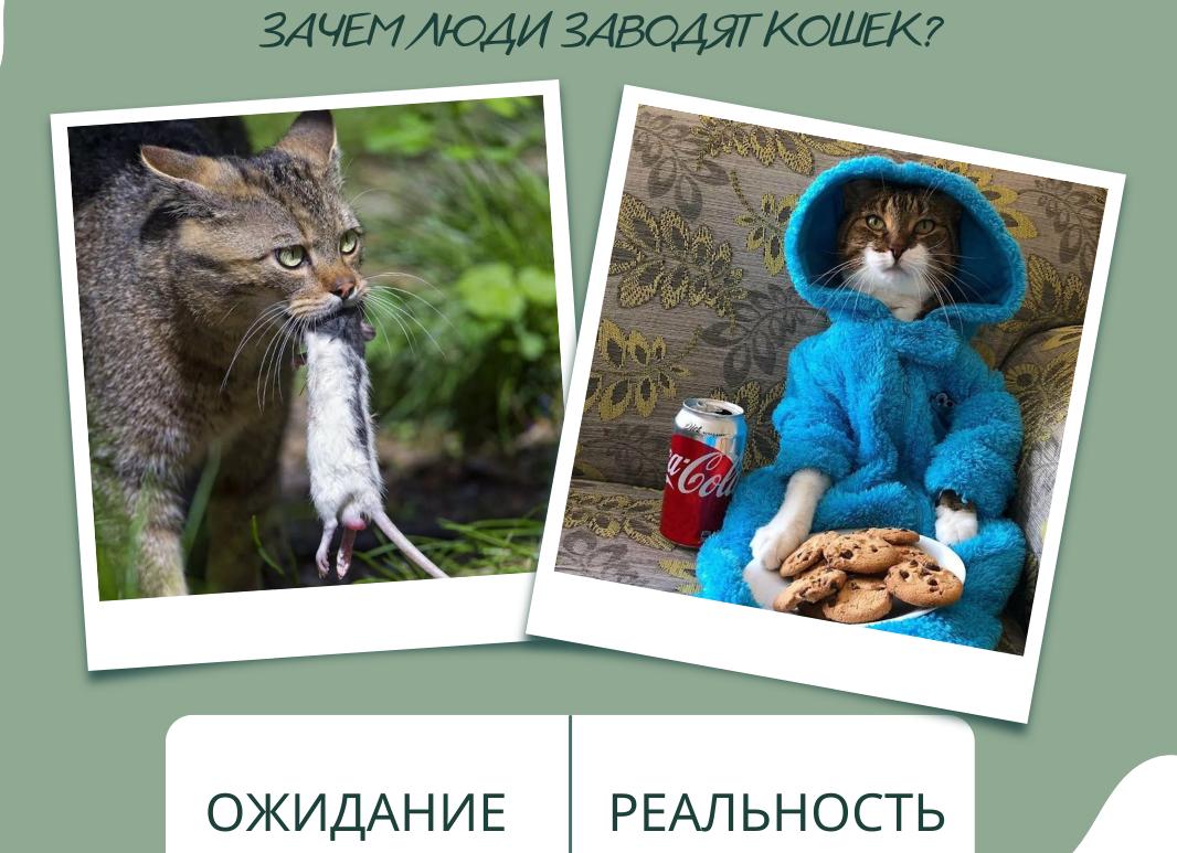 Зачем люди заводят кошку или кота?