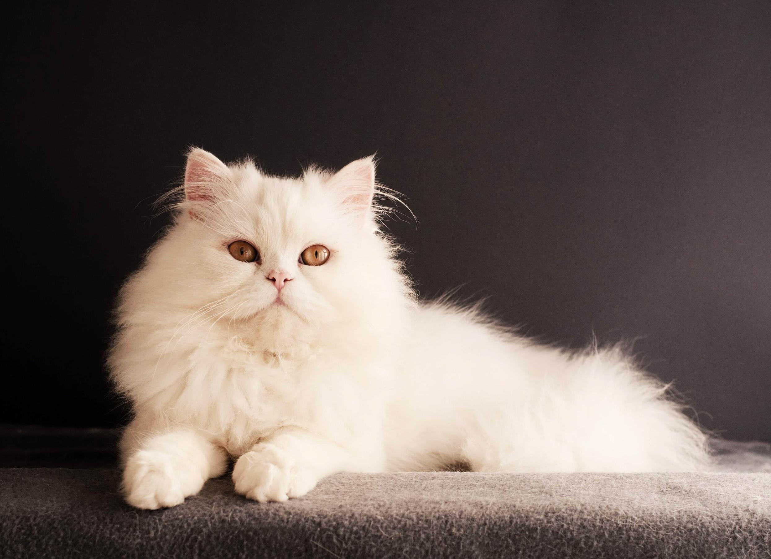 Персидские кошки