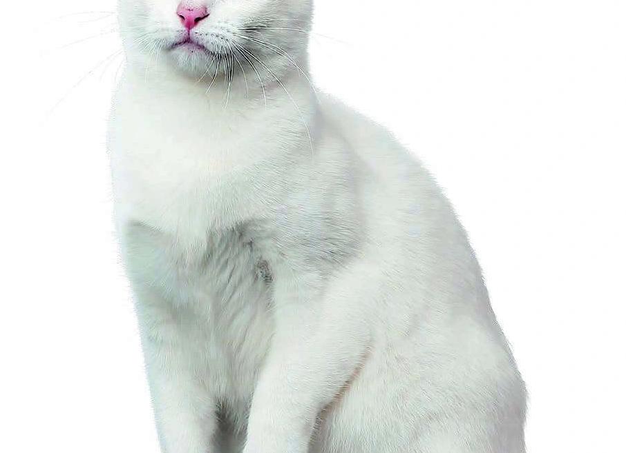 Кошки породы као мани