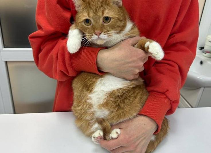 Кастрация кота