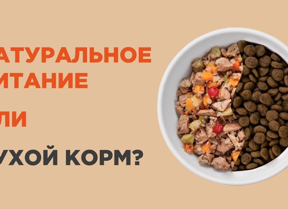 Что лучше – натуральное питание или сухой корм?