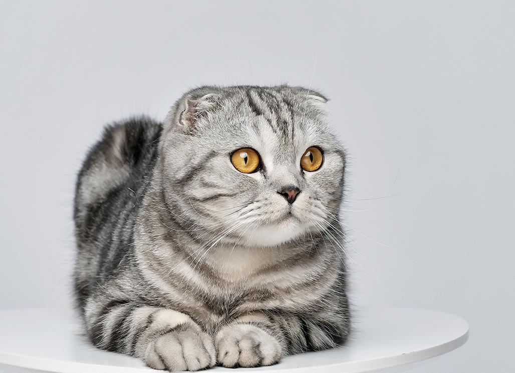 Шотландская вислоухая кошка фото