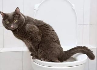 Что делать когда у кота понос