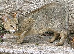 Камышовый кот
