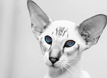 Кошки ориентальной породы
