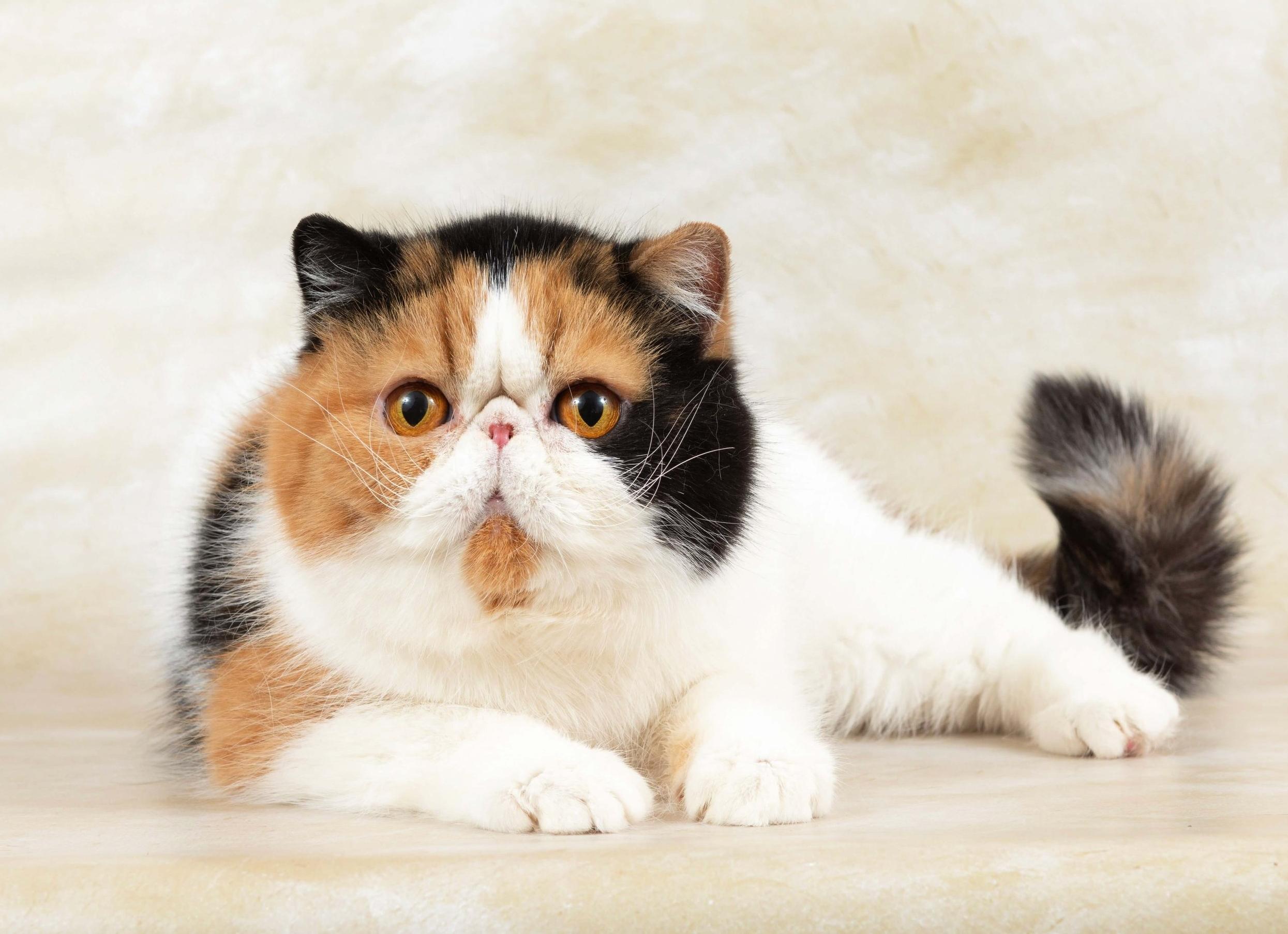 Кошка экзотическая