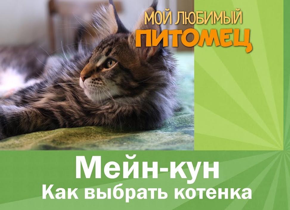 Как выбрать кошку или кота