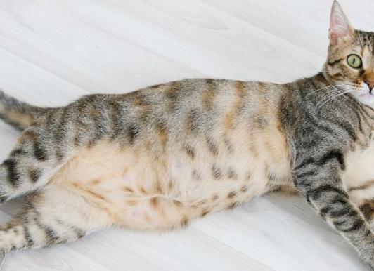 Как понять беременна ли кошка
