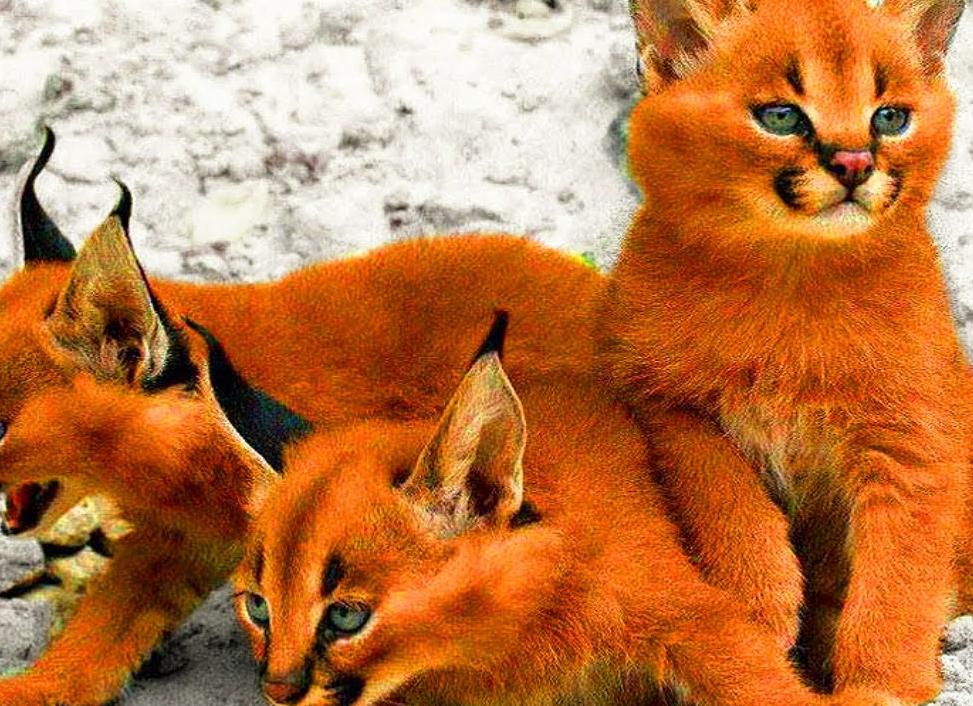 Кошки редких пород