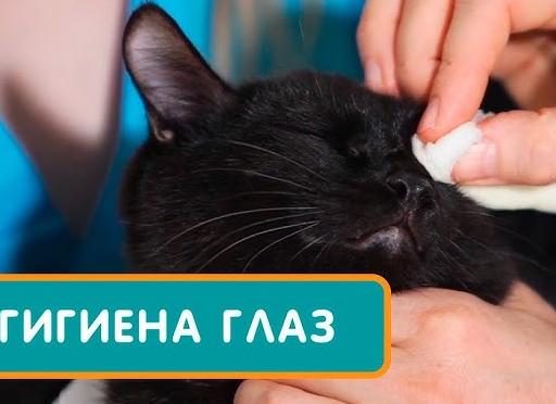 Чем котёнку протирать глаза