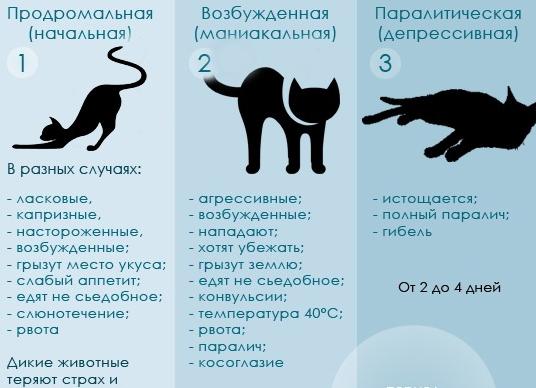 Симптомы бешенства у кошки
