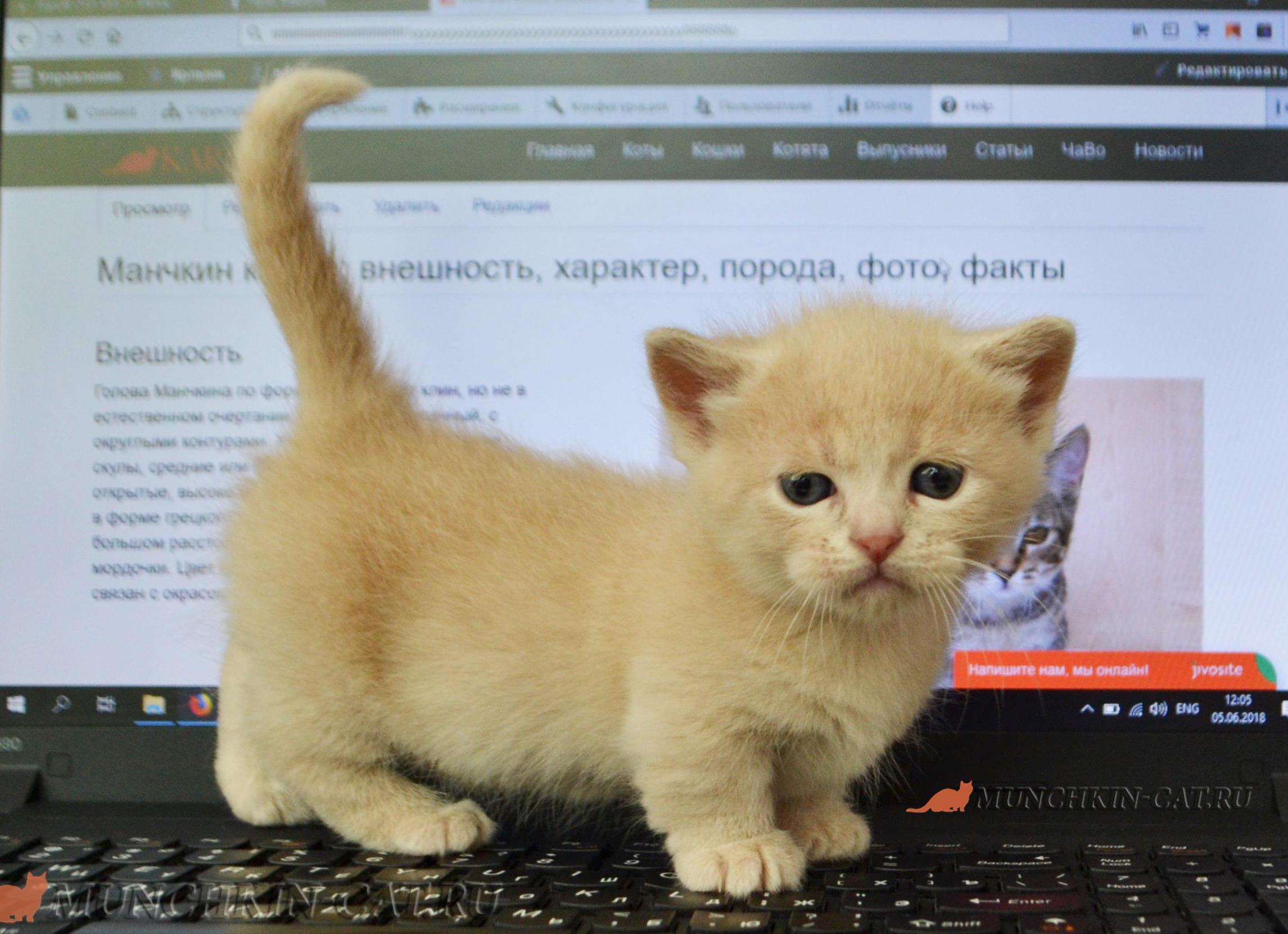 Кошки породы манчкин