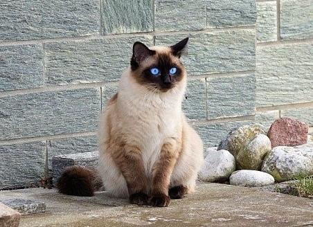 Тайская кошка