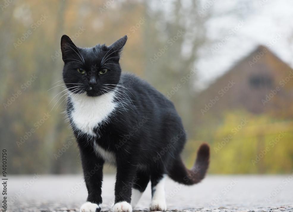 Бездомная кошка