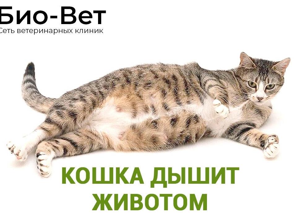 Почему кошка часто дышит