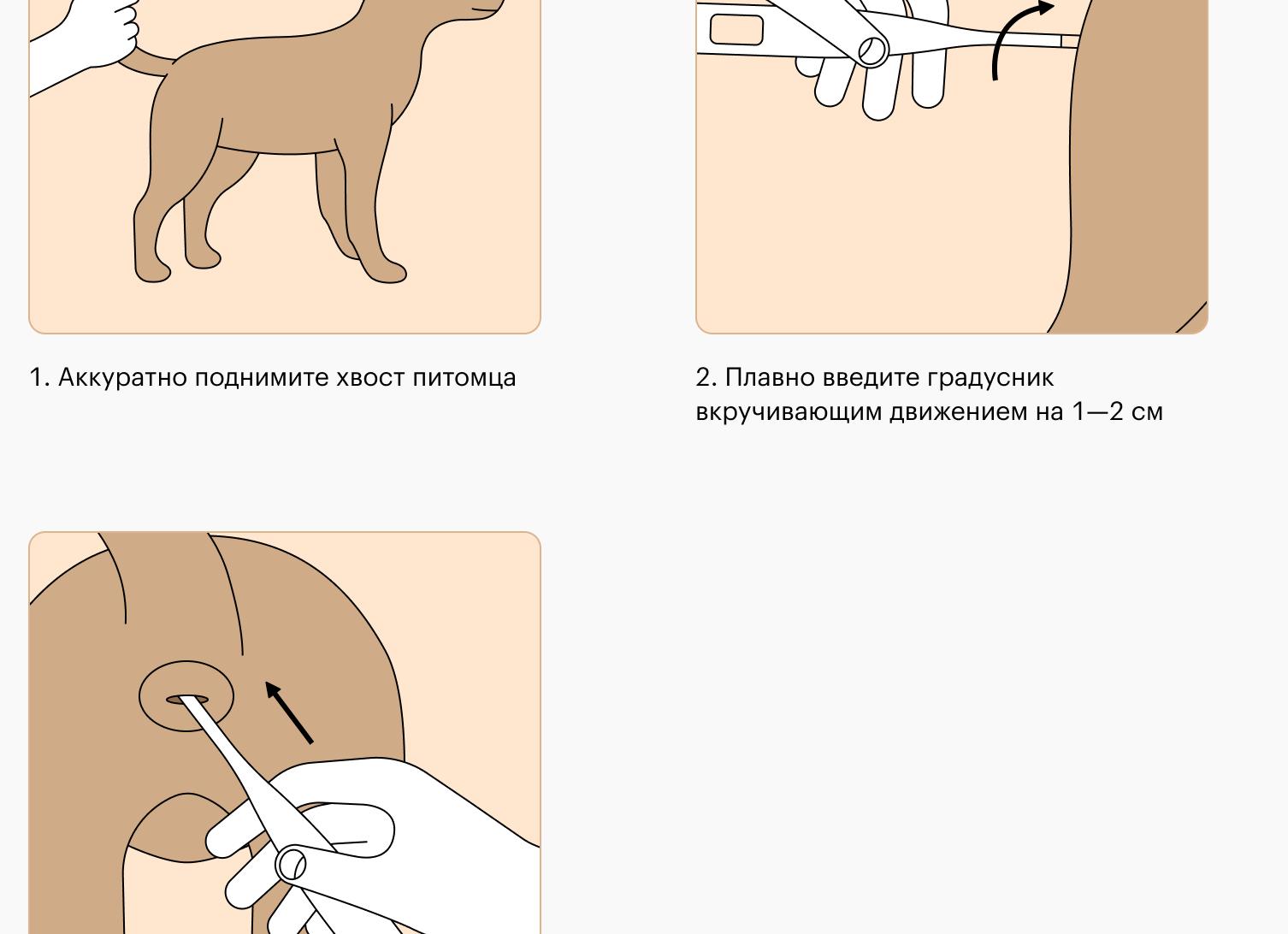 Как измерить кошке температуру