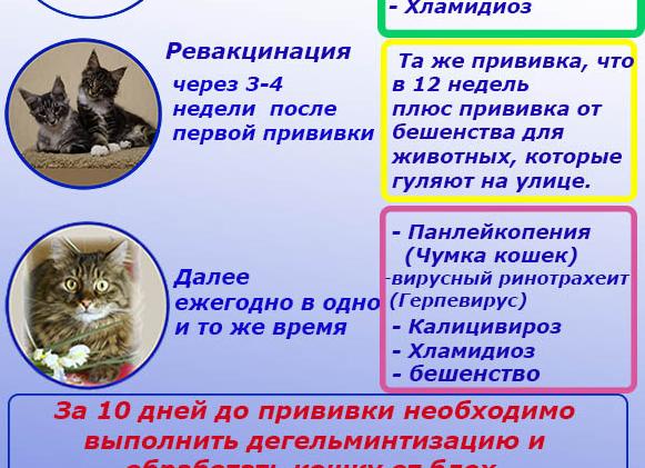 Какие кошкам нужно делать прививки