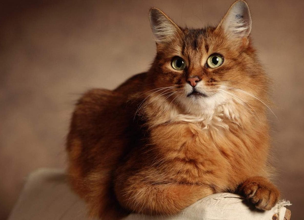 Кошки породы сомали