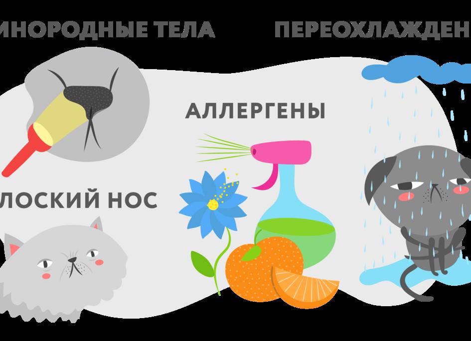 Что делать если кот чихает