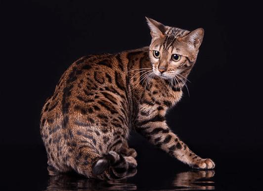 Бенгальские кошки