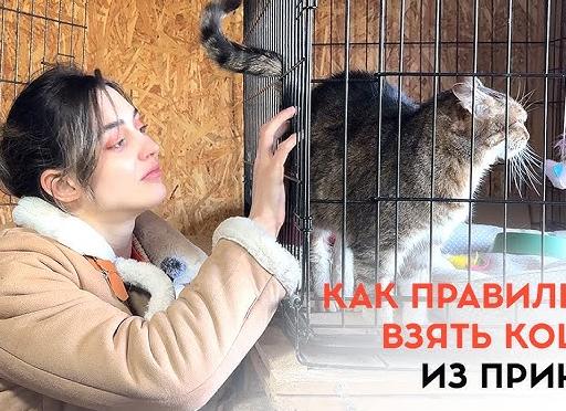 Кошка правильно сделала!