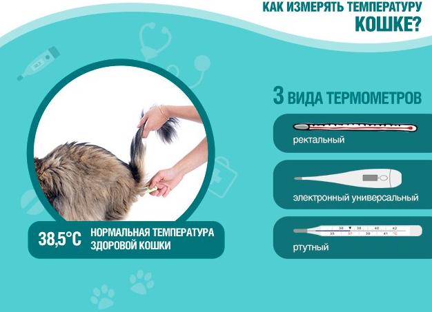 Нормальная температура у кошек
