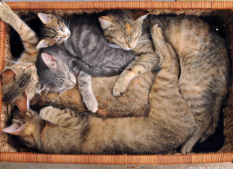 Кошачий тетрис