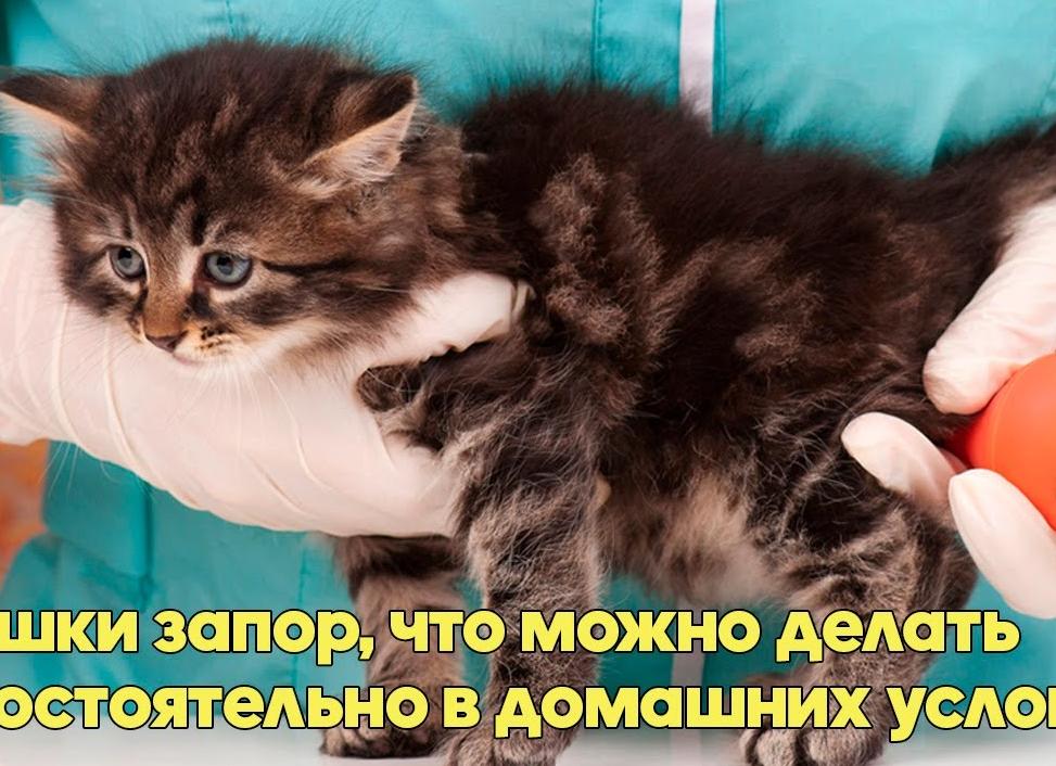 У котенка запор