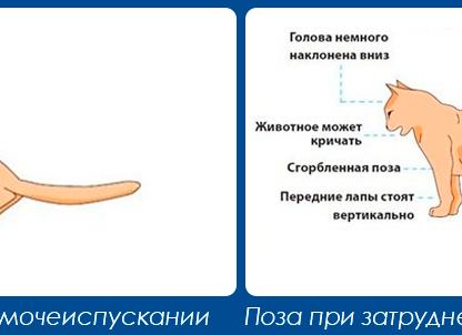 У кота мочекаменная болезнь