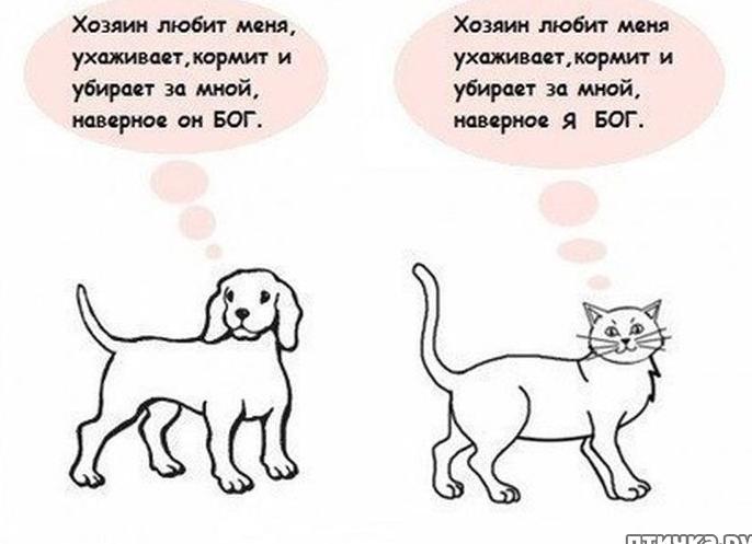 Чем коты отличаются от собак