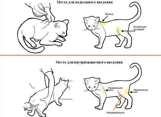 Как делать укол кошке
