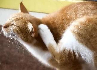Что делать если кот чешет уши