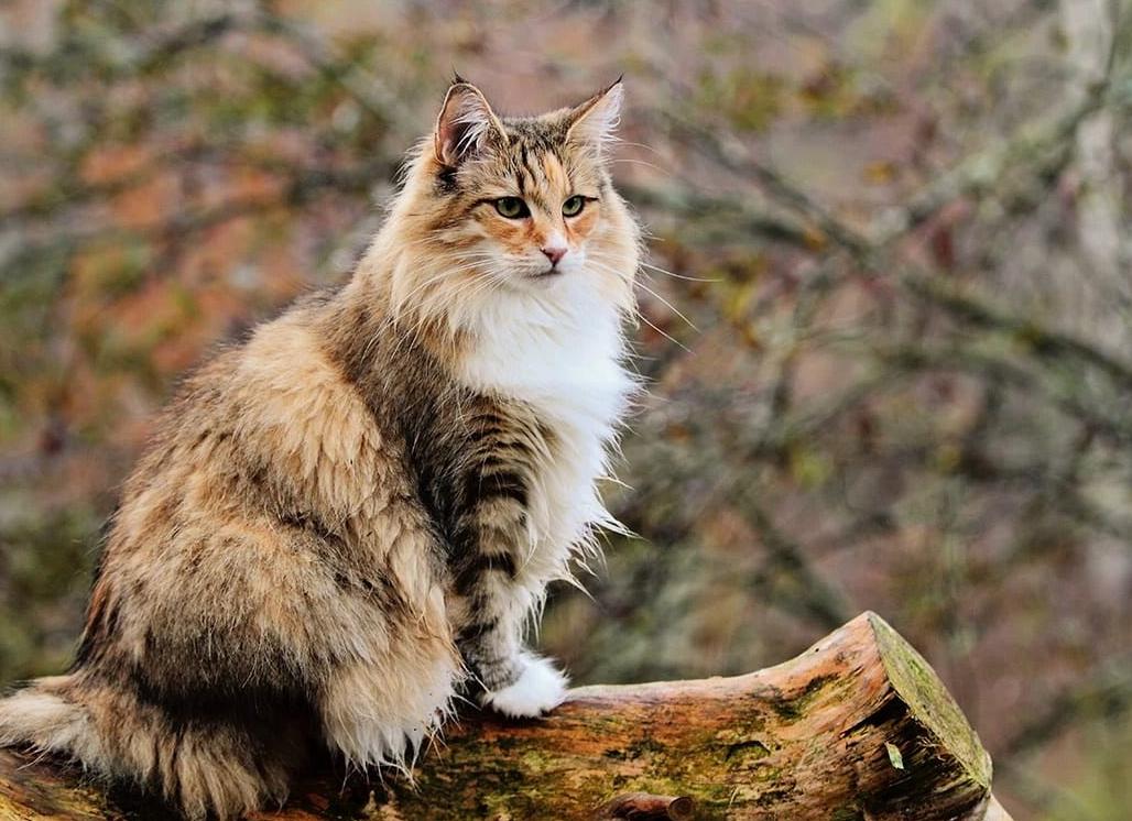 Кошки породы норвежская лесная