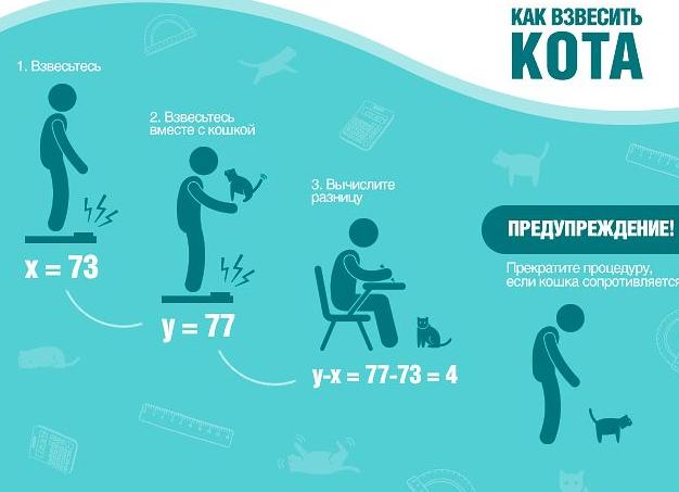 Как взвесить кошку