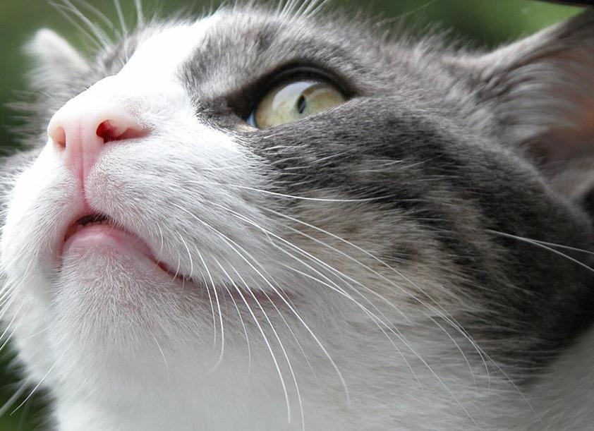 У кота сухой нос