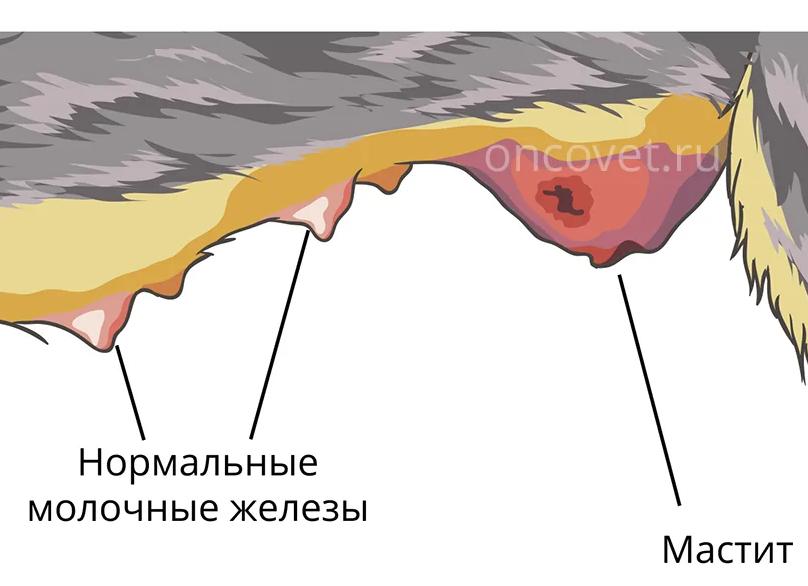 Как лечить мастит у кошки