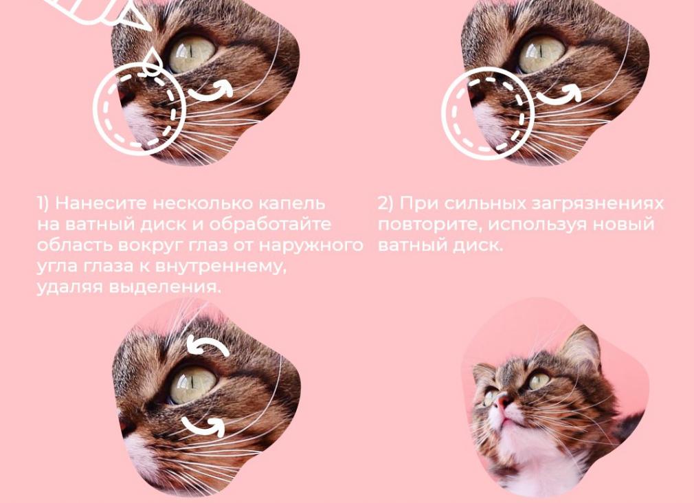 Уход за глазами кошки