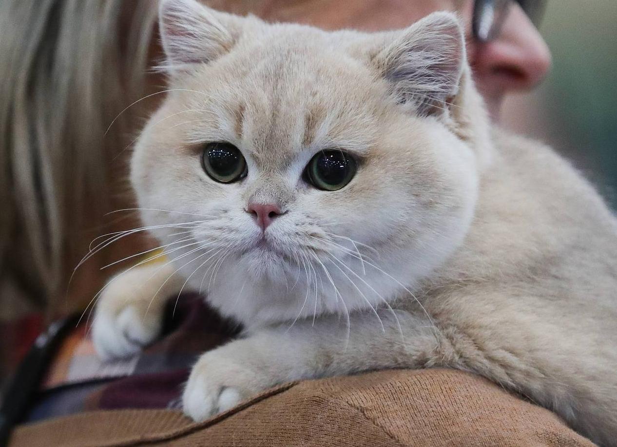 Британские короткошерстные кошки