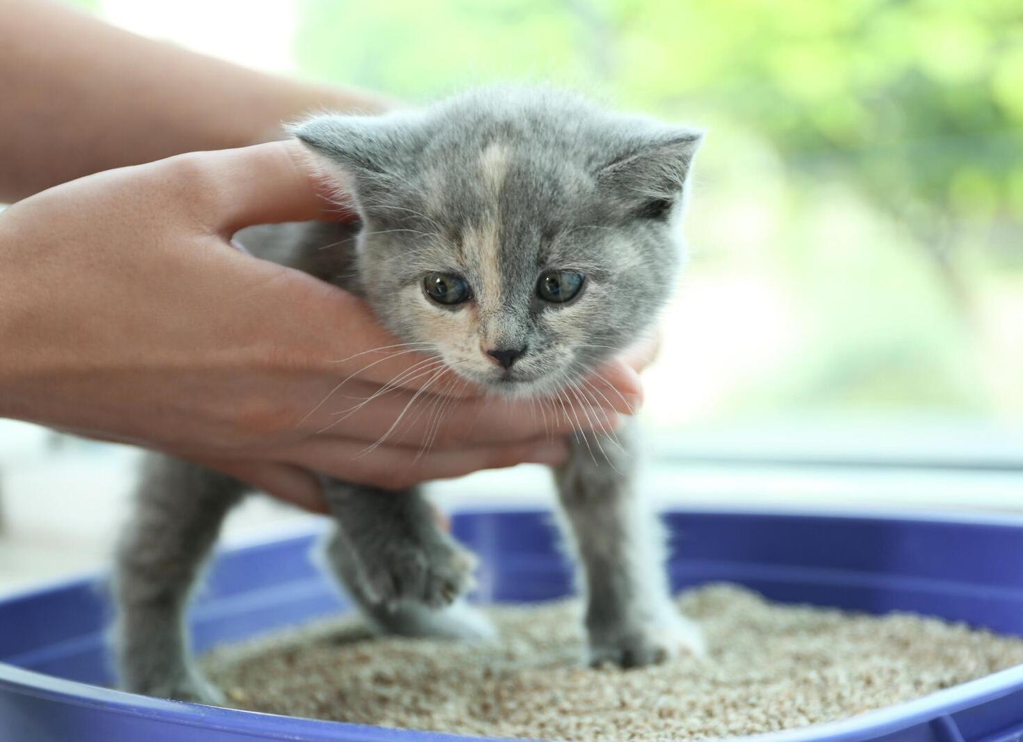 Как приучить котенка к лотку