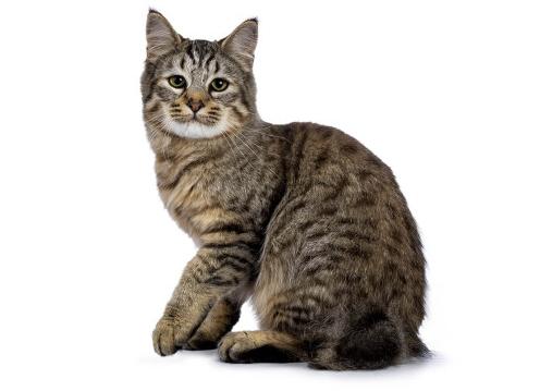 Кошки породы пикси боб