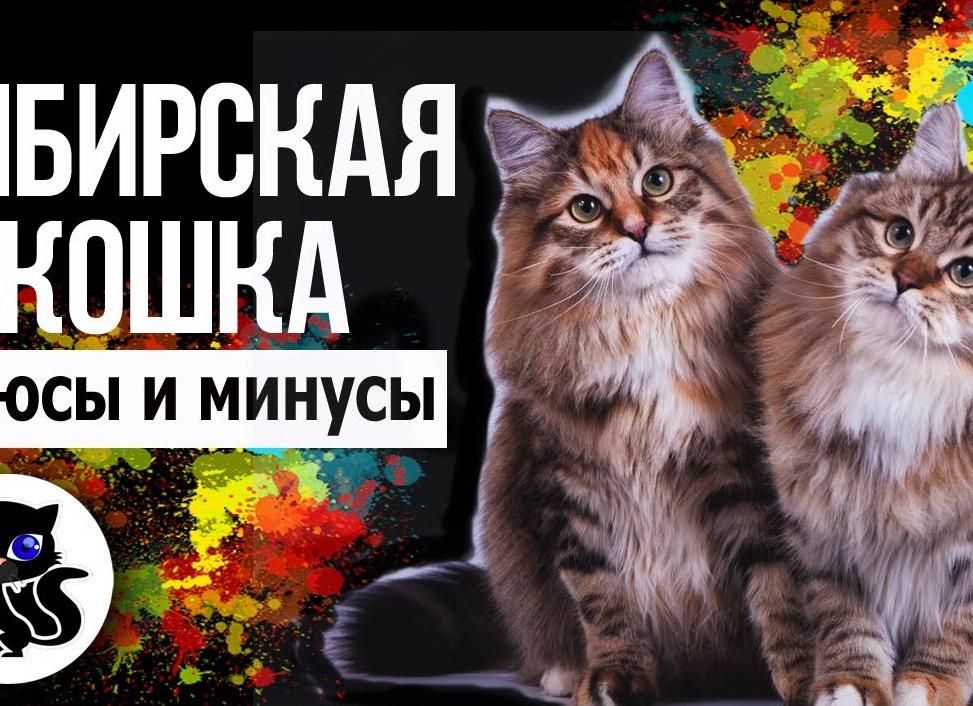 Сибирские кошки